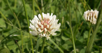 White Clover Seeds for Planting: Premium Flower Collection