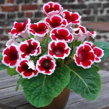 White Bonsai Gloxinia Seeds