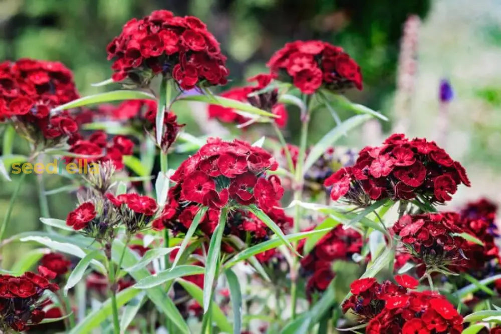Non GMO Red William seeds