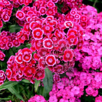 Ornamental Red William seeds for landscapes