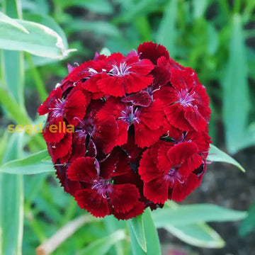Red William flower seeds for planting