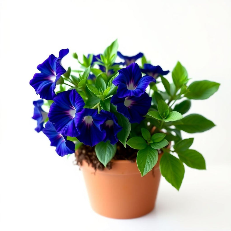Dianthus Caryophyllus Seeds - Dark Blue Flower Seeds for Planting