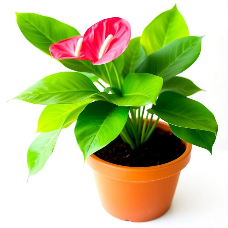 Anthurium Seeds for Planting - Pink Perennial Flowers