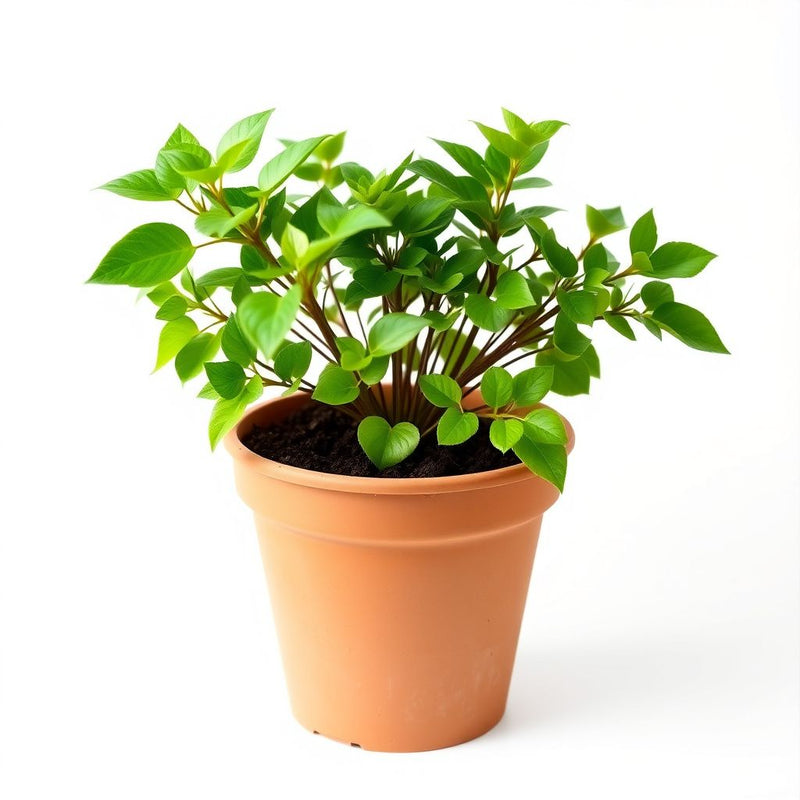 Geesteranus Planting Seeds for Home & Garden