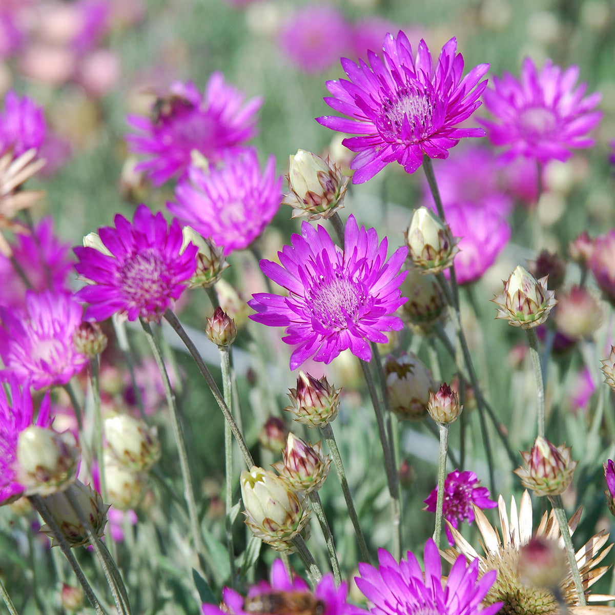 Xeranthemum Annum flowering seeds for gardens