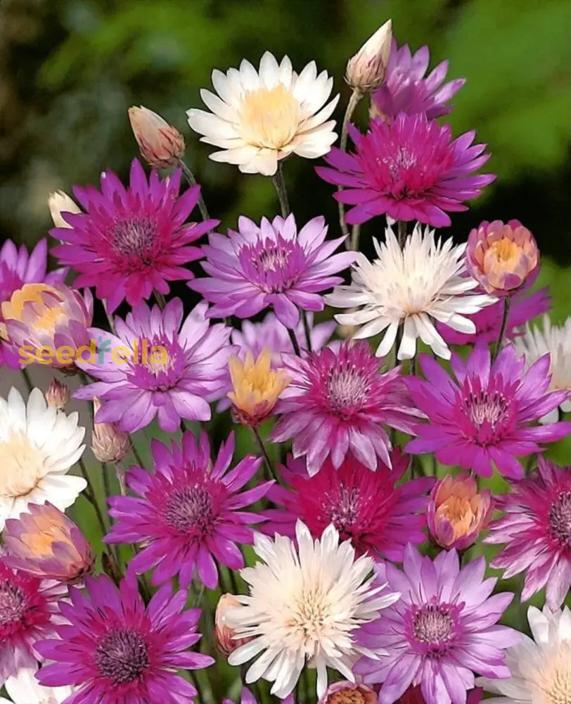 Non GMO Xeranthemum Annum seeds