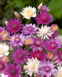 Non GMO Xeranthemum Annum seeds