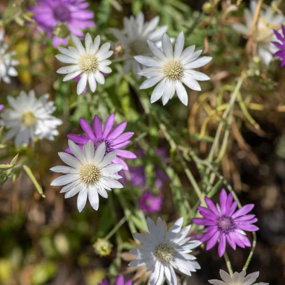 Ornamental Xeranthemum Annum seeds for landscapes