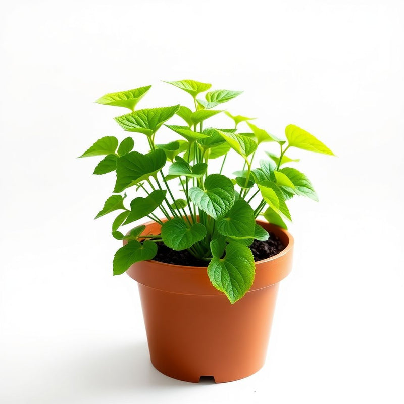 White Trichosanthes Cucumerina Plant Seeds for Planting  Seed for Lush Growth
