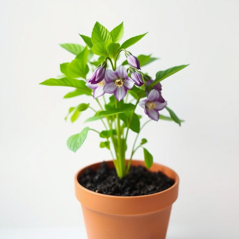 Aquilegia Flower Seeds: Purple White Variety for Planting