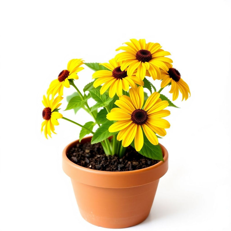 Yellow Rudbeckia Triloba Flower Planting  Seeds for Vibrant Garden Blooms