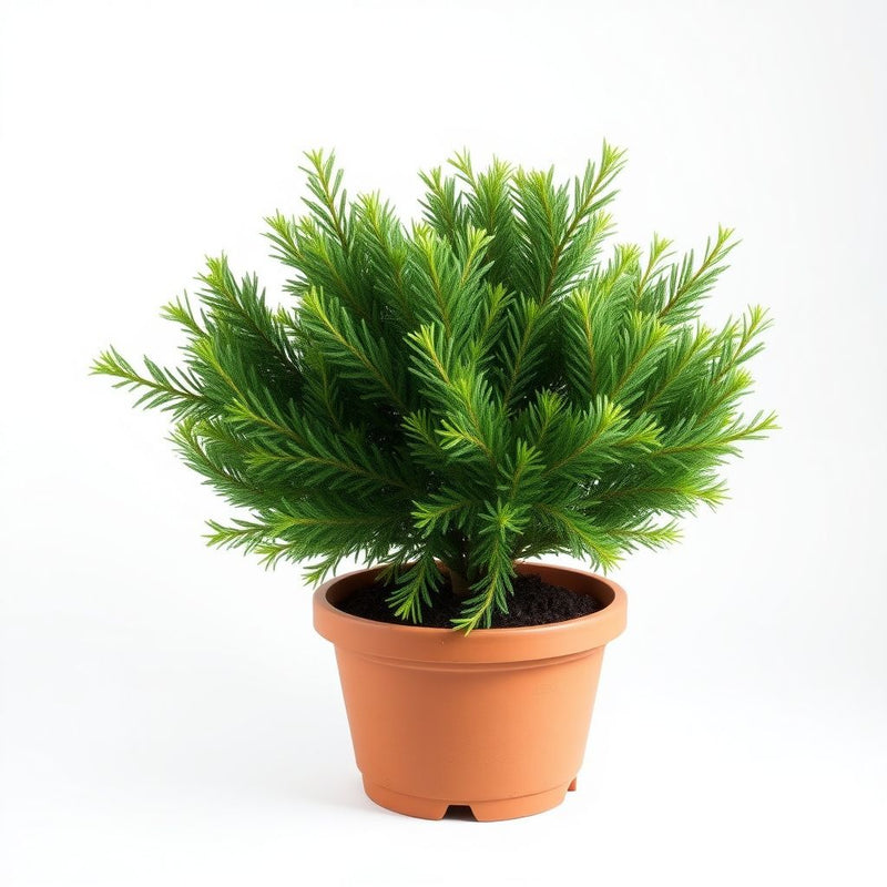 Cypress Platycladus Plant Seeds for Planting Sea Blue - Enhance Your Garden with Stunning Sea Blue Cypress Trees Seed