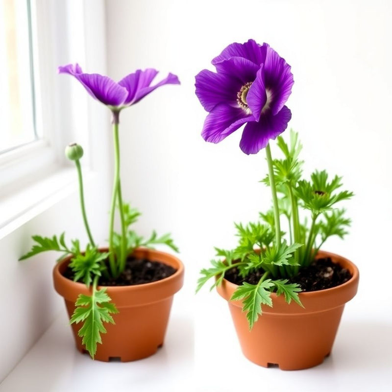 California Purple Gleam Poppy Seeds for Vibrant, Purple Blooms
