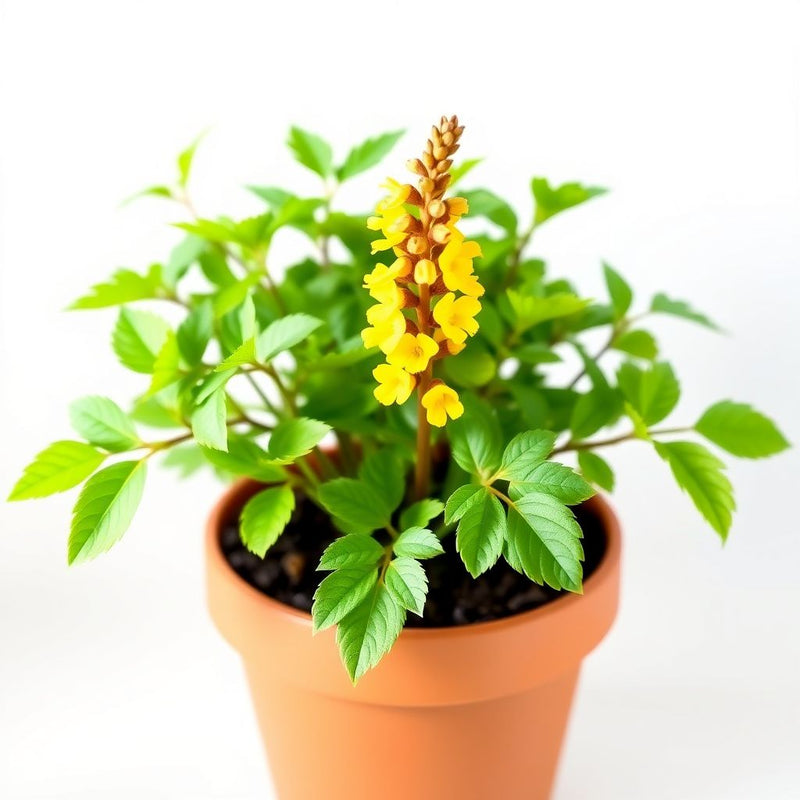 Yellow Pedicularis Lanceolata Flower seeds for Planting - Sun Loving, Heirloom & GMO Free Seeds for Home Garden