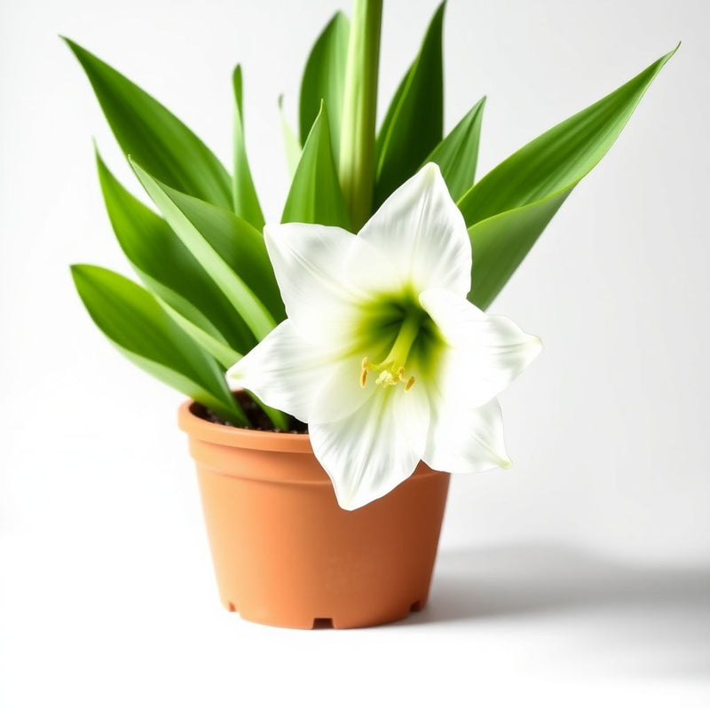 Amaryllis Barbados Flower Seeds for Planting White - Enjoy the Elegant White Amaryllis Barbados for a Stunning Garden Display