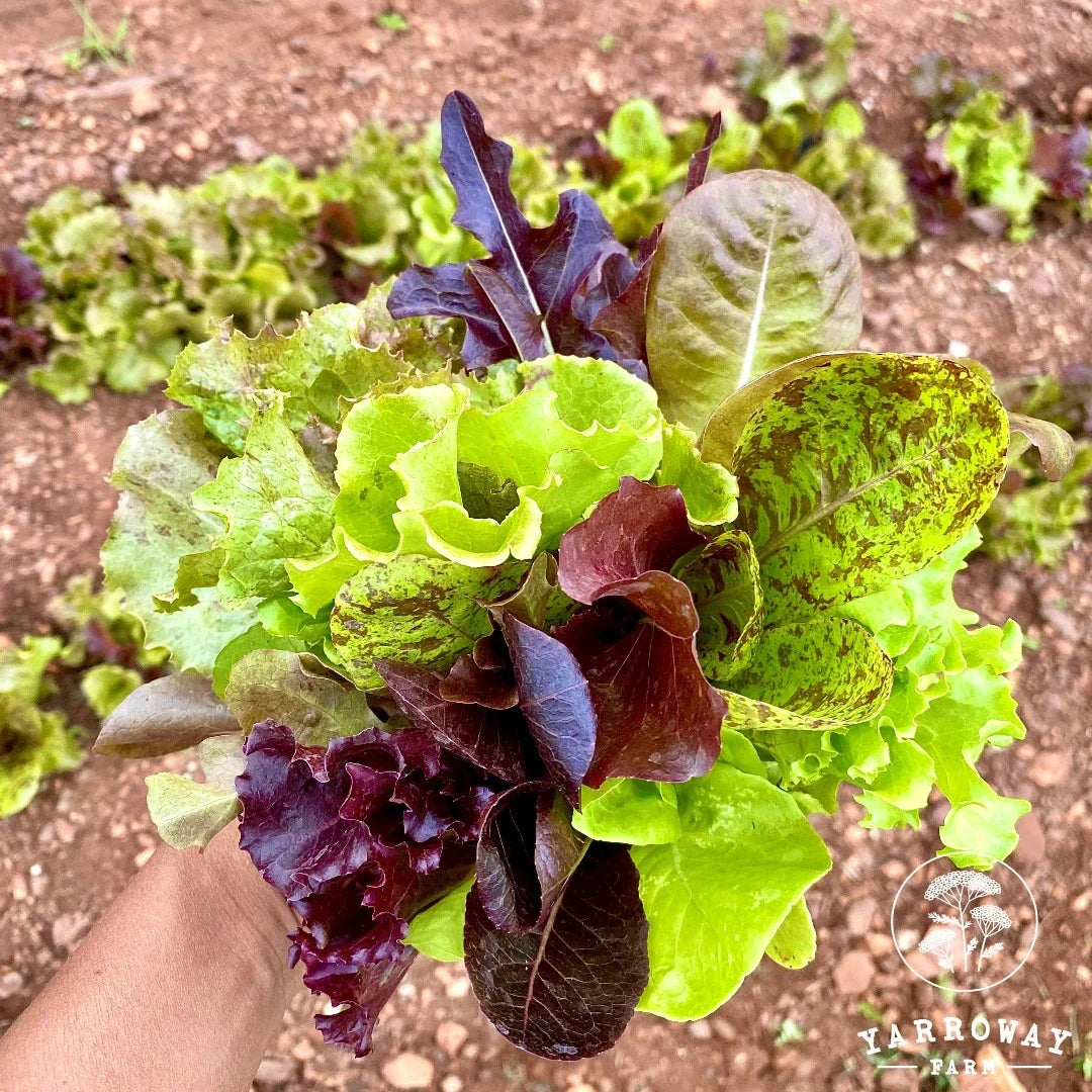 Lettuce Mix Seeds for Indoor Planting