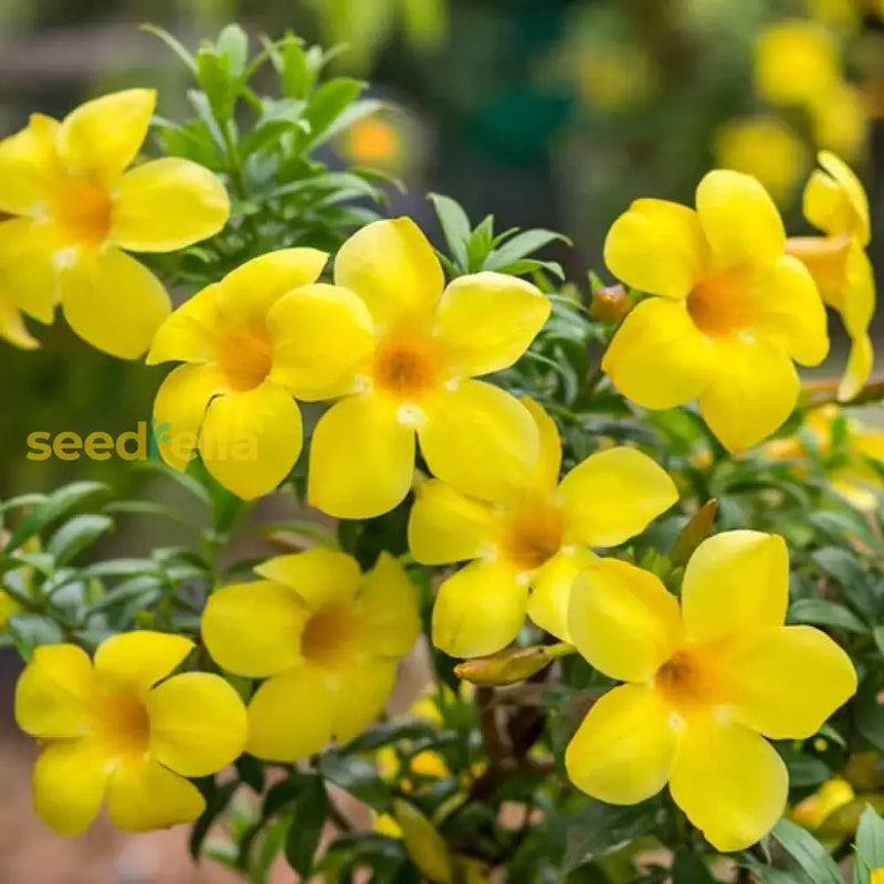 Yellow Allamanda flower planting seeds