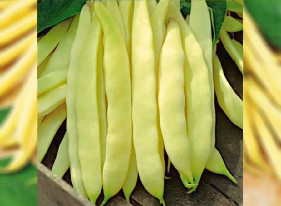 Venezia Bean Vegetable Seeds for Your Garden