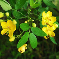 Non-GMO Cassia Tora seeds