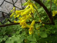 Ornamental Yellow Corydalis flowering plant