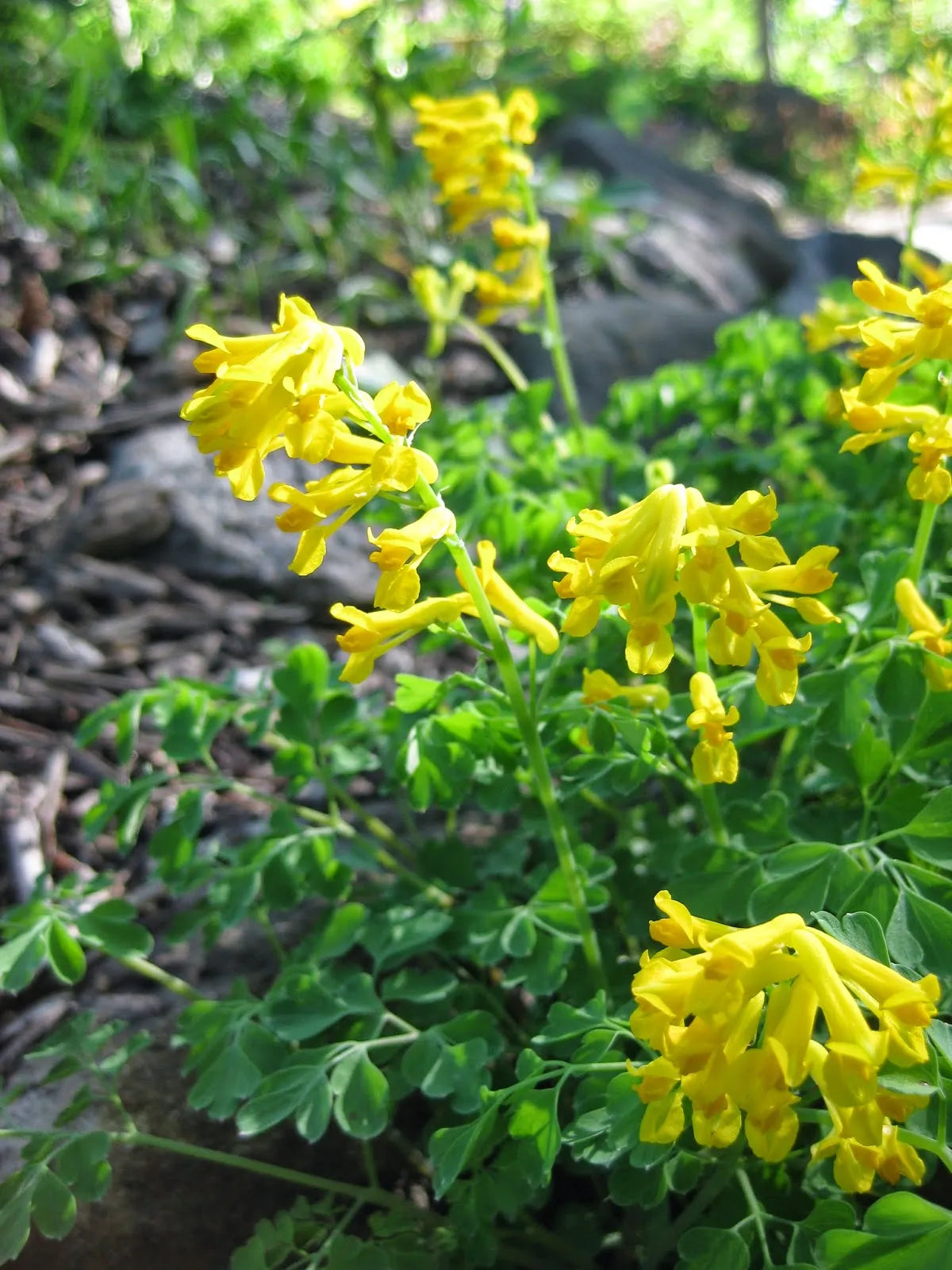 Yellow Corydalis in shaded garden