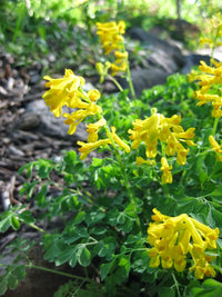 Yellow Corydalis in shaded garden