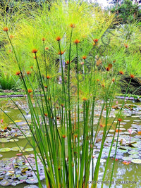 Non GMO Yellow Cyperus Papyrus seeds