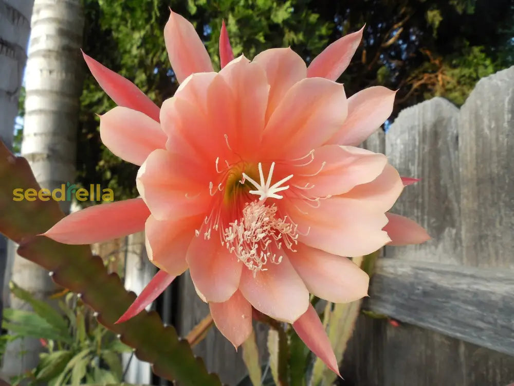 Non-GMO Yellow Epiphyllum seeds