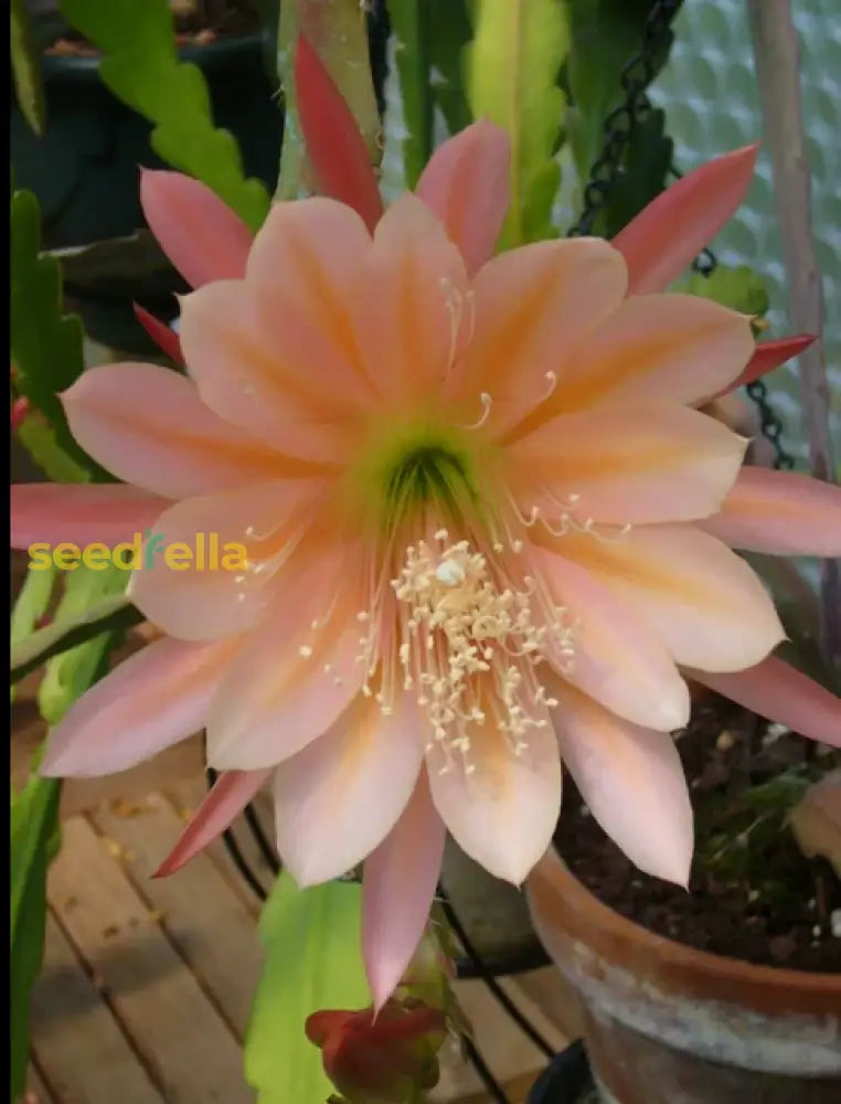 Ornamental yellow Epiphyllum plant with trailing stems