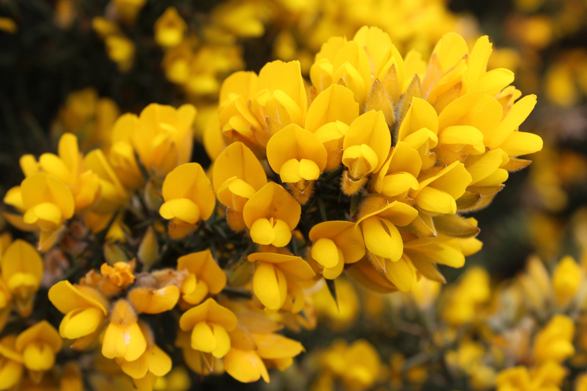 Fragrant Yellow Gorse flowers in bloom