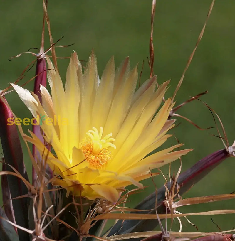 Yellow Leuchtenbergia seeds for planting