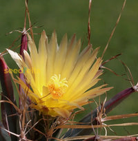 Yellow Leuchtenbergia seeds for planting