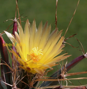 Yellow Leuchtenbergia seeds for planting