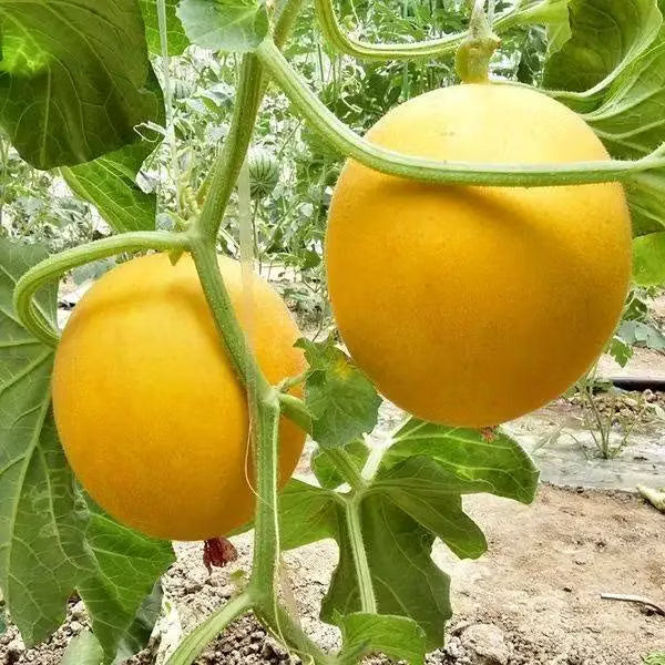 Yellow Muskmelon Fruit Planting Seeds
