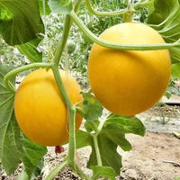 Yellow Muskmelon Fruit Planting Seeds