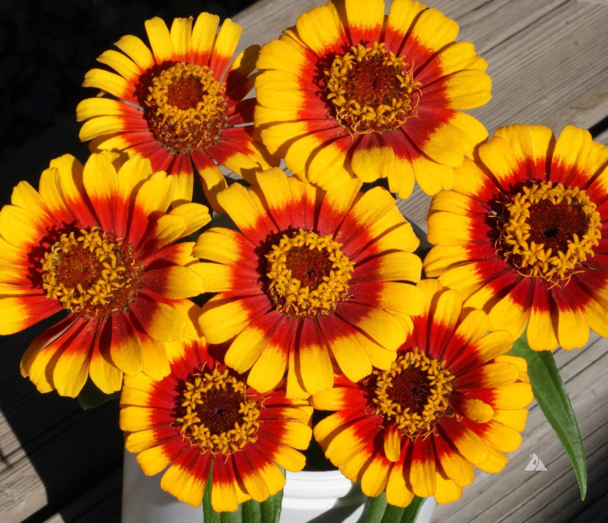 Ornamental Yellow Profusion flowering plant