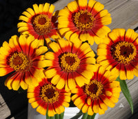Ornamental Yellow Profusion flowering plant