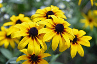Non GMO Yellow Rudbeckia Goldstrum flower seeds