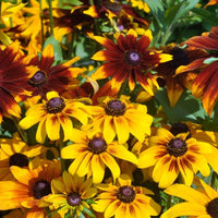 Yellow Rudbeckia in pollinator garden