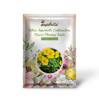Yellow Superbells Calibrachoa flowers blooming