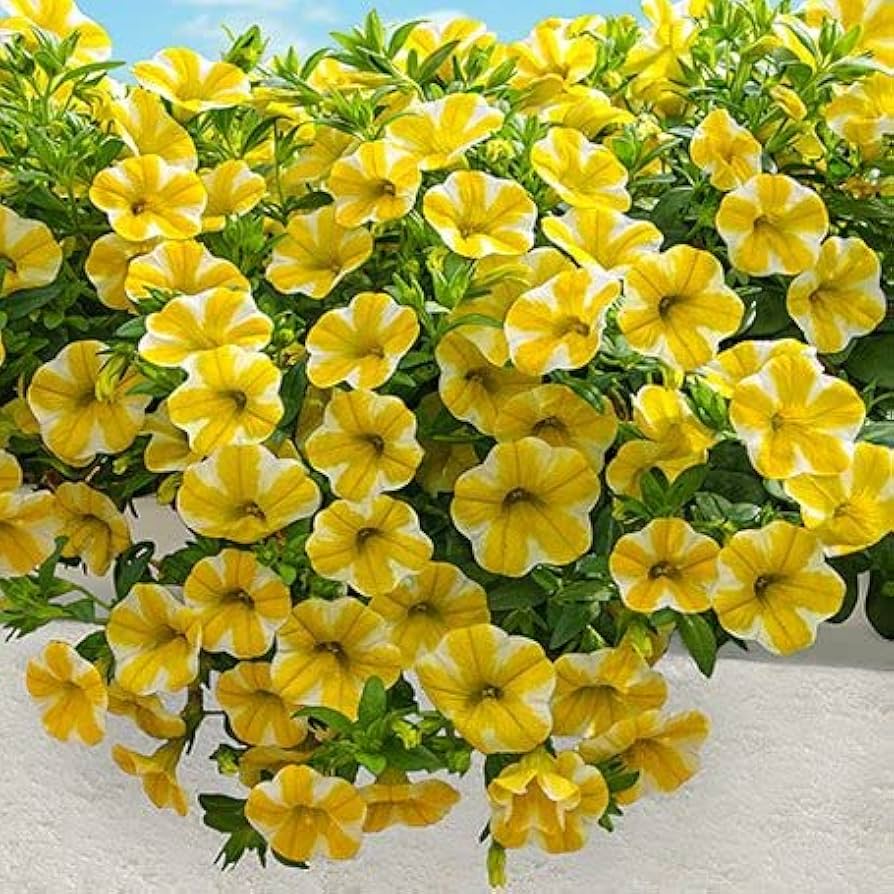 Non GMO Yellow Superbells Calibrachoa seeds