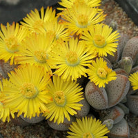 Non-GMO Dinteranthus seeds