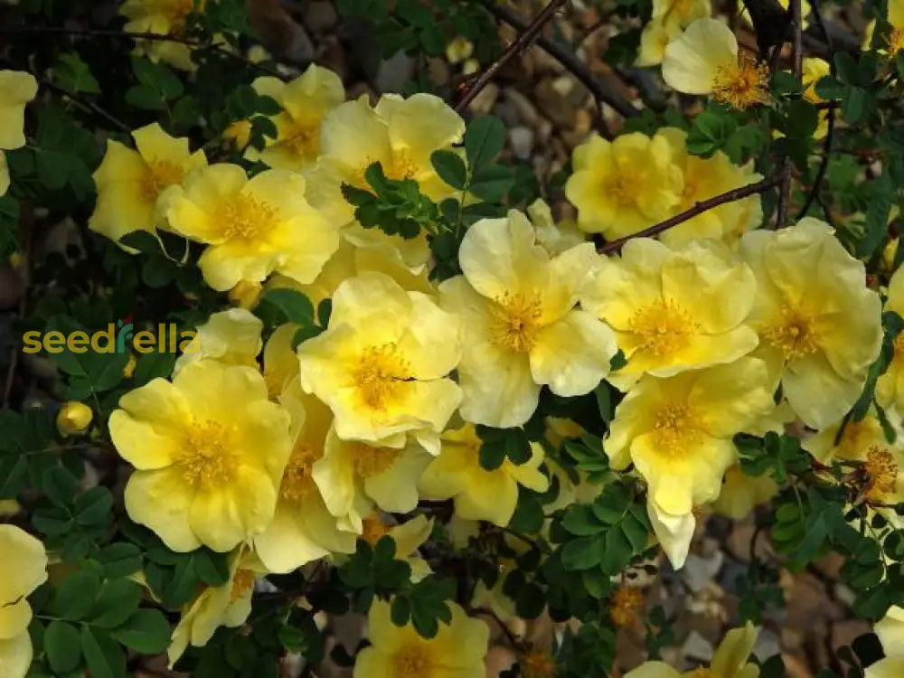 Non GMO Yellow Hugo Rose seeds