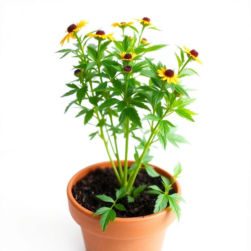 Arnica Montana Herb Seeds for Planting