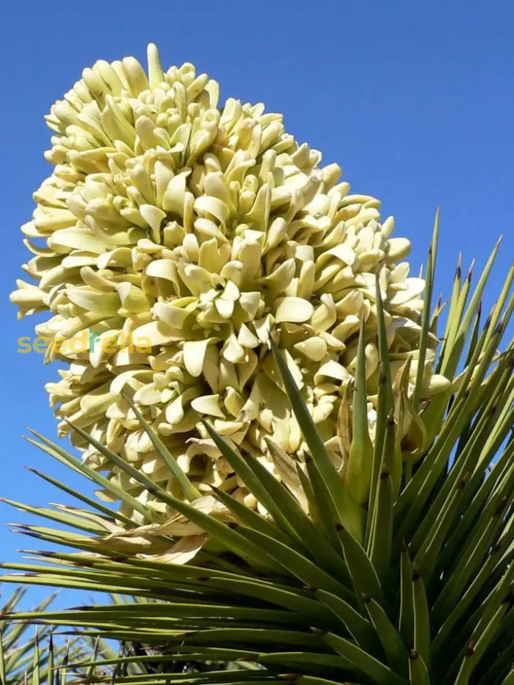 Yellow Yucca seeds for planting