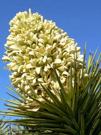 Yellow Yucca seeds for planting