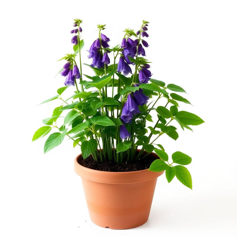 Aconitum Napellus Seeds for Planting, Violet Flower Seeds