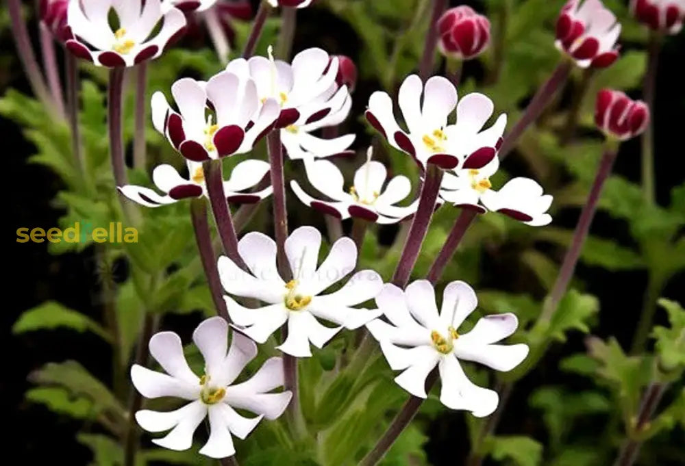 Non GMO White Zaluzianskya seeds