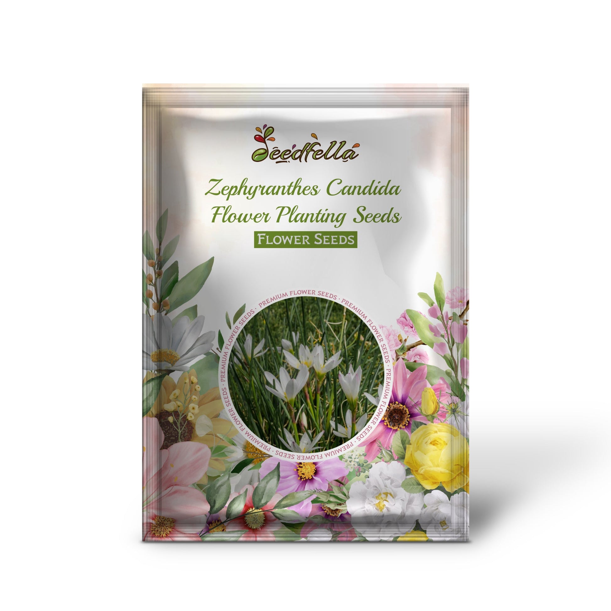 Zephyranthes Candida garden seeds for outdoor planting