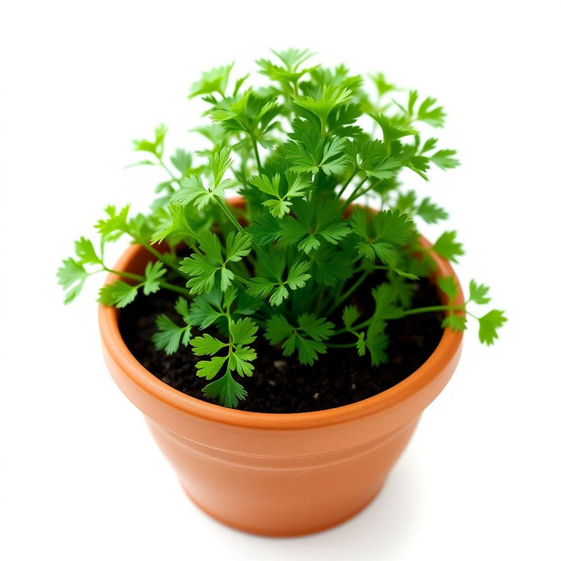 Parsley Flower Seeds – Heirloom Non-GMO for Cottage Garden Planting
